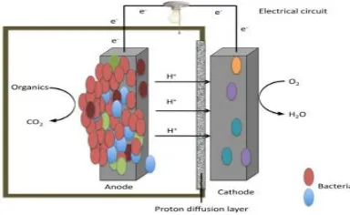 Gambar II.1 Diagram MFCs yang terdiri anoda sebagai akseptor elektron untuk oksidasi mikroba secara anaerobik  (Ashley dkk, 2010) 