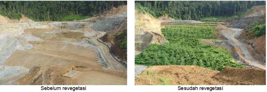Gambar 12. Bekas tambang emas diurug dan direvegetasi/dihutankan kembali, Halmahera Utara, MalukuUtara (Tain dkk., 2005)
