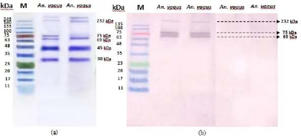 Gambar 1. Elektroforegram protein kelenjar saliva An. vagus pada gel akrilamid 12,5% (a);
