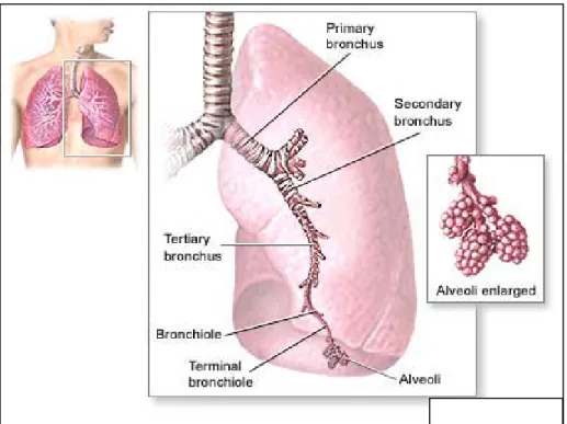 Gambar 2.1. Sistem pernafasan                               