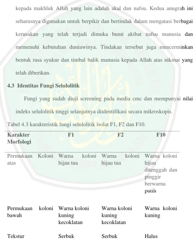 Tabel 4.3 karakteristik fungi selulolitik isolat F1, F2 dan F10. 