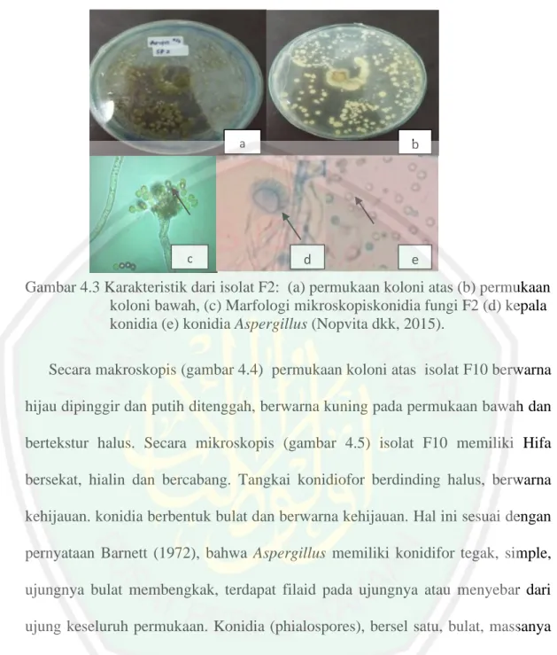 Gambar 4.3 Karakteristik dari isolat F2:  (a) permukaan koloni atas (b) permukaan  koloni bawah, (c) Marfologi mikroskopiskonidia fungi F2 (d) kepala  konidia (e) konidia Aspergillus (Nopvita dkk, 2015)