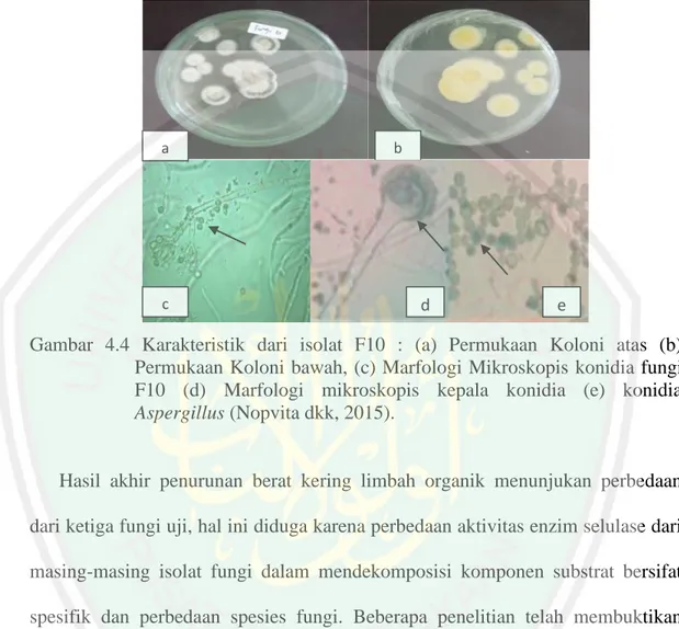 Gambar  4.4  Karakteristik  dari  isolat  F10  :  (a)  Permukaan  Koloni  atas  (b)  Permukaan Koloni bawah, (c) Marfologi Mikroskopis konidia fungi  F10  (d)  Marfologi  mikroskopis  kepala  konidia  (e)  konidia  Aspergillus (Nopvita dkk, 2015)