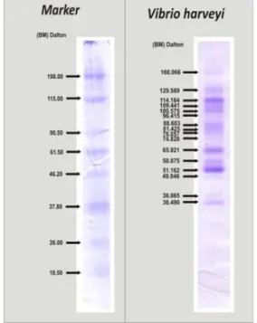 Gambar 1. Pita protein 51.162 kDa 