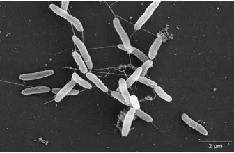 Gambar 2.6. Bakteri Shewanella oneidensis 