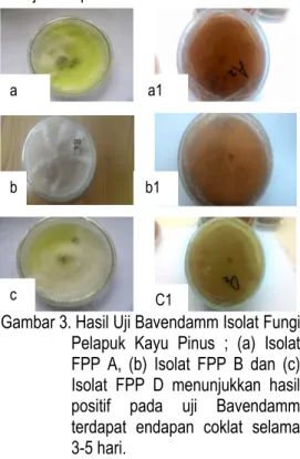 Gambar 3. Hasil Uji Bavendamm Isolat Fungi  Pelapuk  Kayu  Pinus  ;  (a)  Isolat  FPP  A,  (b)  Isolat  FPP  B  dan  (c)  Isolat  FPP  D  menunjukkan  hasil  positif  pada  uji  Bavendamm  terdapat  endapan  coklat  selama  3-5 hari