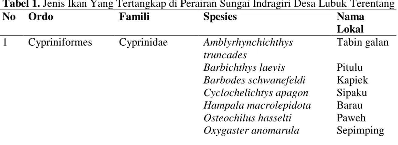 Tabel 1. Jenis Ikan Yang Tertangkap di Perairan Sungai Indragiri Desa Lubuk Terentang 