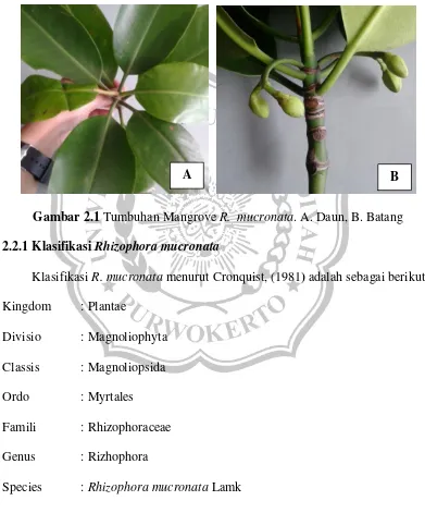 Gambar 2.1 Tumbuhan Mangrove R.  mucronata. A. Daun, B. Batang 