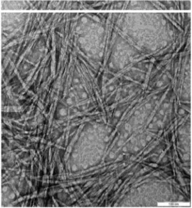 Gambar 2.15  TEM dari Nano Fibrillated Cellulose dengan Perbesaran 50.000x (Ireana, 2014) 