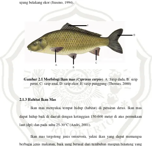 Gambar 2.1 Morfologi Ikan mas (Cyprinus carpio). A: Sirip dada, B: sirip 