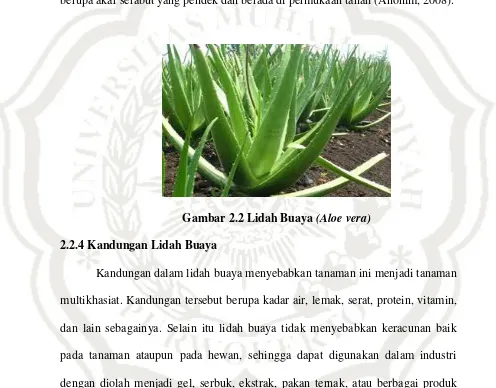 Gambar 2.2 Lidah Buaya (Aloe vera) 