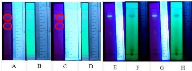 Gambar 1. Profil KLT analitik, meggunakan fase diam silika gel 60, eluen BAA (4:1:5), jarak elusi 8 cm