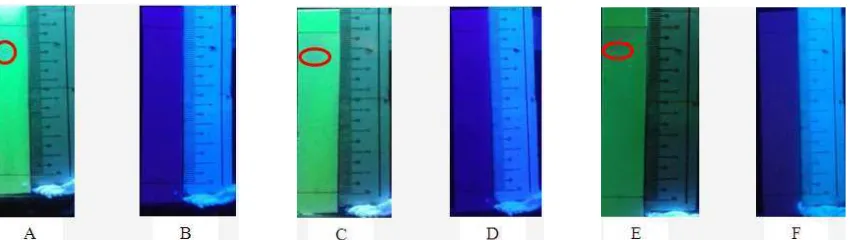 Gambar 3. Foto hasil isolasi dengan kromatografi lapis tipis preparatif  menggunakan fase diam silika gel PF254digunakan BAA (4:1:5)