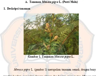 Gambar 1. Tanaman Mimosa pigra L. 