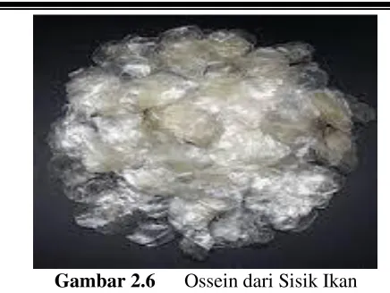Gambar 2.6 Ossein dari Sisik Ikan 