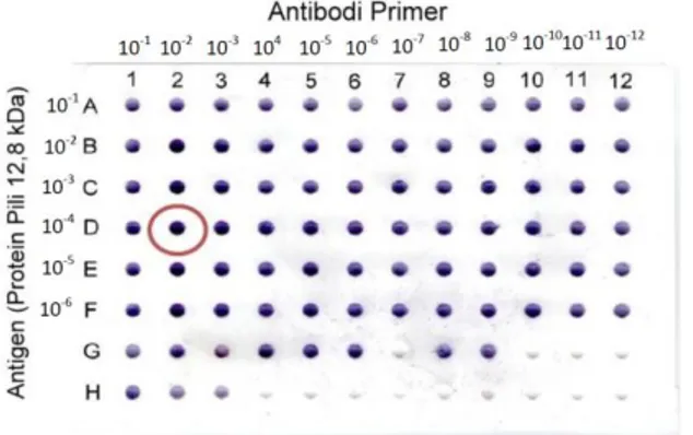 Gambar  1.  Hasil  DotBlot  antara  Protein  Pili  12,8  kDa  dengan  antibodi primer (IgG) terhadap Protein Pili 12,8 kDa