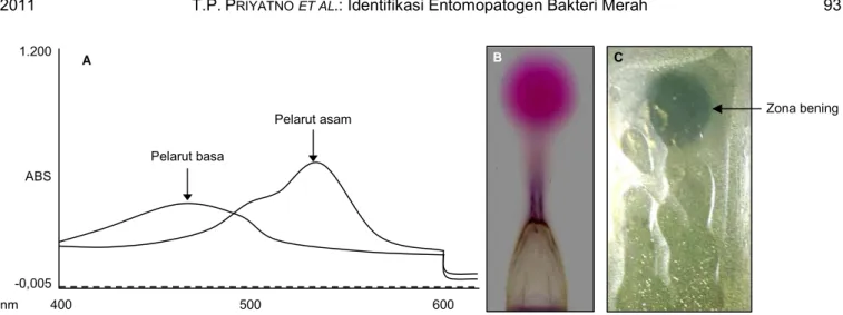 Gambar 4. A = profil pigmen merah hasil deteksi dengan spektrofotometer; B = kromatografi lapisi tipis silika gel (B); C = uji bio-otografi  menggunakan Xanthomonas oryzae pv