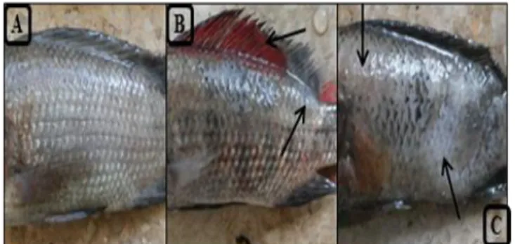 Gambar  4.  Perubahan  pada  tubuh  ikan  nila  (tanda  panah)  A.  Normal;  B.  Bercak  merah  dan  warna                    tubuh pucat;C
