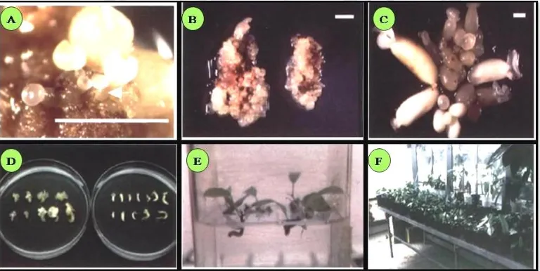 Gambar 2.6  Tahap perkembangan morfologi embryo somatik kakao; (a) embryo tahap globular; (b) embryo tahap heart; (c) embryo tahap torpedo; (d) embryo tahap kotiledon; (e) planlet; dan (f) aklimatisasi (Li et al., 1998)