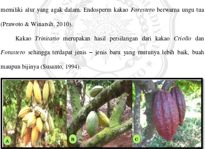 Gambar 2.2 Tiga kultivar kakao meliputi (A) Criollo, (B) forastero dan (C) Trinitario (Karmawati et al., 2010) 
