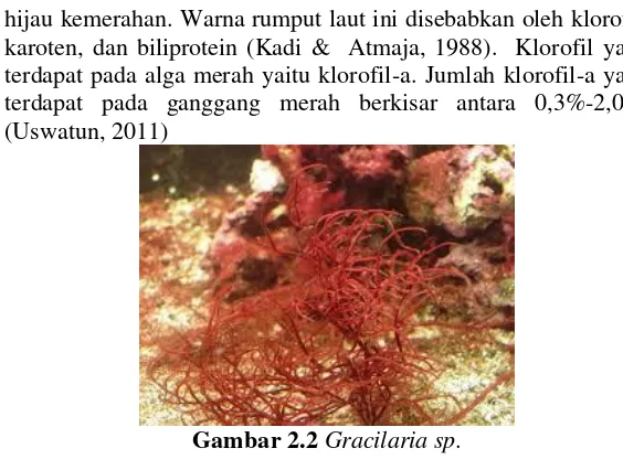 Gambar 2.2 Gracilaria sp. 