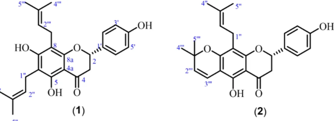 Gambar 1. Struktur lonkokarpol A (1) dan lupinifolin (2) Uji aktivitas antimalaria