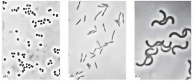 Gambar 2.3 Bentuk dari Bakteri (Morse, 2007)