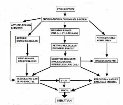 Gambar 2.1 Patogenesis hipotetik proses septik (Powell, 1996)