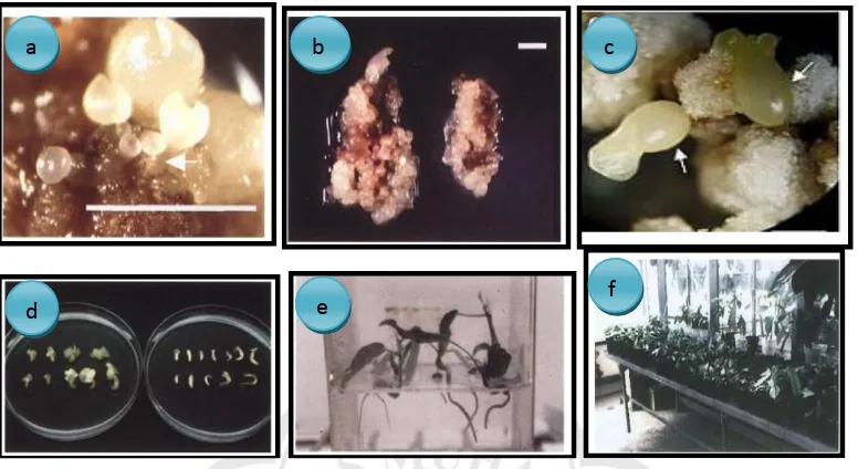 Gambar 2.7 Tahap perkembangan embryo somatik kakao: (a) tahap globular, (b) tahap hati, (c) tahap torpedo, (d) tahap kotiledon, (e) tahap planlet dan (f) tahap aklimatisasi (Li et al., 1998; Minyaka et al., 2008)