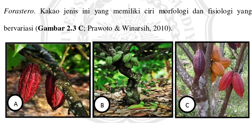 Gambar 2.3 Tiga kultivar kakao, meliputi A. Criollo, B. Forastero dan C.Trinitario. Sumber : http://www.google/images/kakao.com 