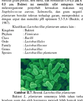 Gambar II.7. Bentuk Lactobacillus plantarum 