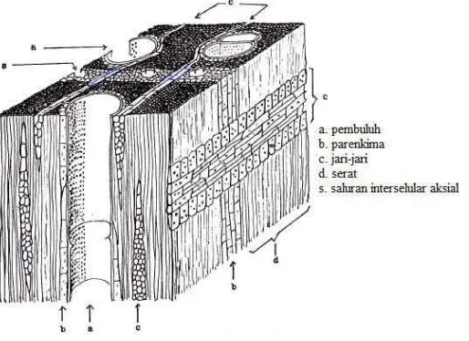 Gambar 2.2. Anatomi kayu meranti merah (Mandang & Pandit, 1997) 