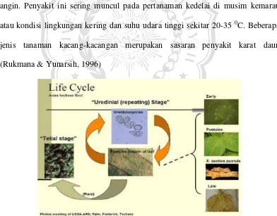 Gambar 2.2.2.a Uredium pada daun dilihat dari dekat  (Sumber: World Intelectual Property Organization, 2008) 