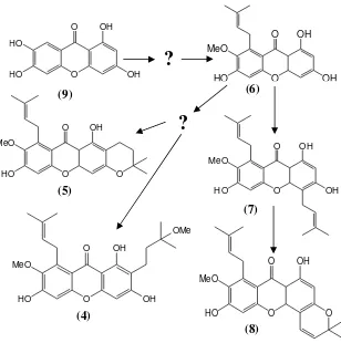 Gambar 1.1 Jalur biogenesis pembentukan senyawa santon hasil isolasi tumbuhan G. tetrandra Pierre 