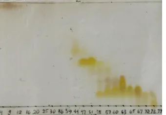 Gambar 4. 5 Profil kromatogram KLT hasil KCV fraksi G 