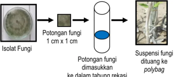 Gambar  1.  Proses  pembuatan  suspensi  fungi  yang                             akan  diaplikasikan  ke  bibit                                        R