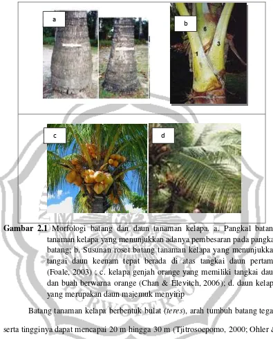 Gambar 2.1 Morfologi batang dan daun tanaman kelapa. a. Pangkal batang 