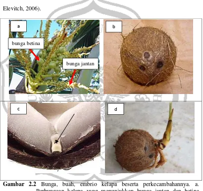 Gambar 2.2 Bunga, buah, embrio kelapa beserta perkecambahannya. a. 