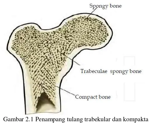 Gambar 2.1 Penampang tulang trabekular dan kompakta 