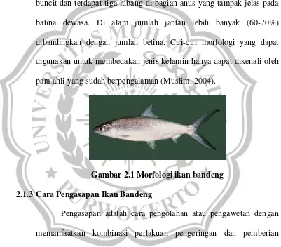 Gambar 2.1 Morfologi ikan bandeng 