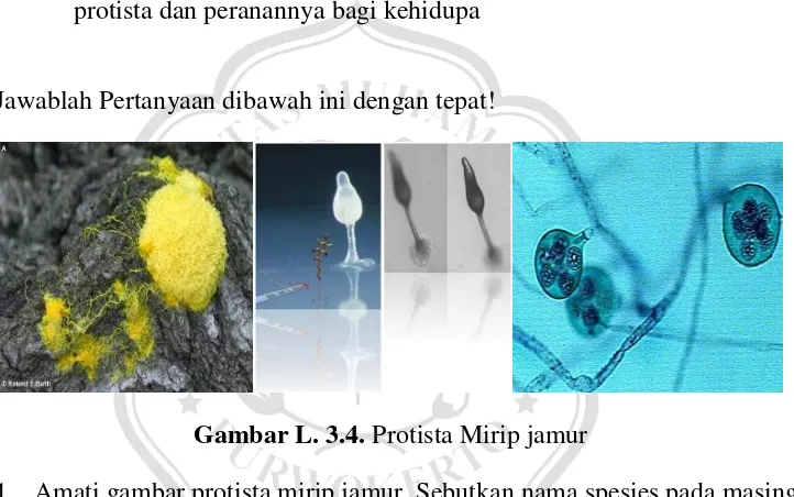 Gambar L. 3.4. Protista Mirip jamur 