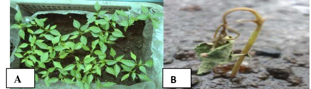Gambar 3. Perbandingan tanaman cabai selama masa persemaian 30 hari. (A) benih cabai sehat dan (B) benih cabai terserang layu Fusarium 