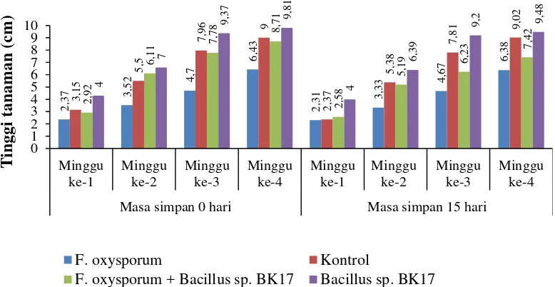 Gambar 5. Rata-rata tinggi benih cabai yang diinokulasikan F. oxysporum dan bakteri kitinolitik dalam formulasi tablet selama masa semai benih 30 hari 
