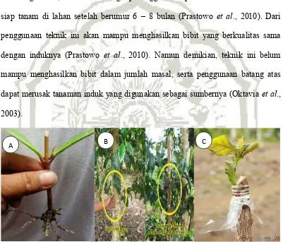 Gambar 2.7 Beberapa contoh perbanyakan tanaman secara vegetatif padatanaman kopi (A) stek, (B) okulasi, (C) sambung pucuk(Prastowo et al., 2010)