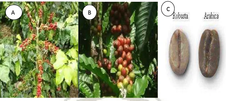 Gambar 2.2 kopi arabika (A), kopi robusta (B), perbedaan biji kopi robusta dan