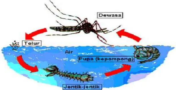 Gambar 2. Siklus hidup nyamuk Anopheles 