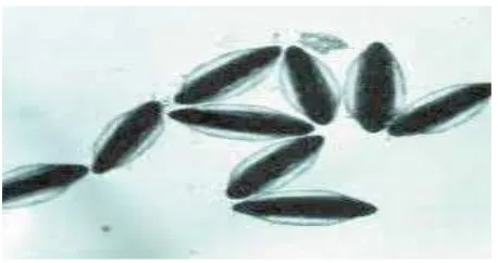 Gambar 4. Larva Anopheles 