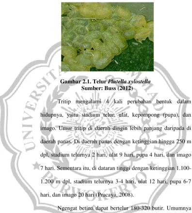 Gambar 2.1. Telur Plutella xylostella 