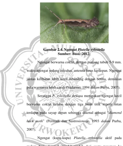 Gambar 2.4. Ngengat Plutella xylostella 