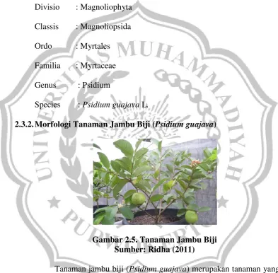 Gambar 2.5. Tanaman Jambu Biji 